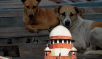 SC reserves order on stray dogs