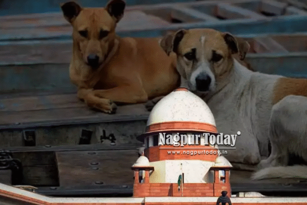 SC reserves order on stray dogs