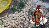 Western Vidarbha Farmer Suicides Hit 598 in Seven Months