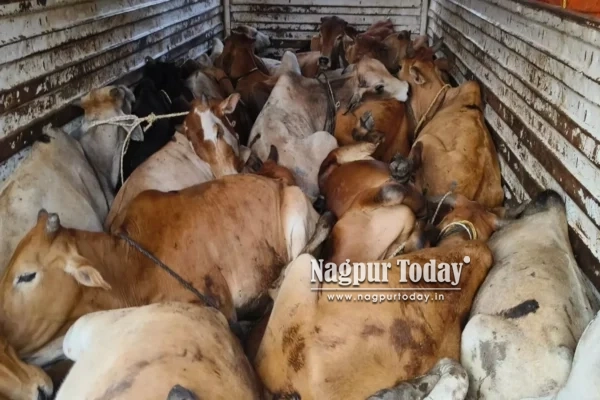 Maharashtra Police: Only Authorities Can Act Against Illegal Cattle Transport, Private Vigilantes Banned