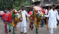 विदर्भासह नागपुरमध्ये आज बैलपोळ्या सणाचा उत्साह; शेतकऱ्यांचा कृतज्ञतेचा उत्सव!