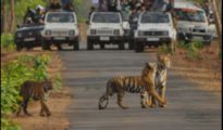 ताडोबातील टायगर सफारी महागणार; खासदार प्रतिभा धानोरकर आक्रमक