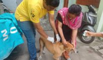 NMC launches anti-rabies vaccination drive, to cover 20,000 dogs by Sept 28