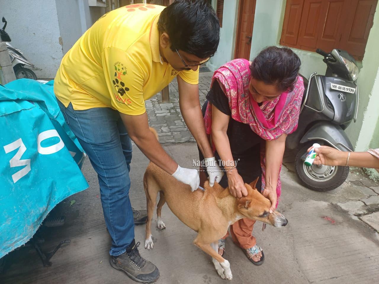 NMC launches anti-rabies vaccination drive, to cover 20,000 dogs by Sept 28
