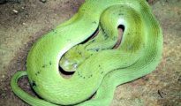Two rare snakes rescued in South Nagpur within 48 hours