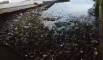 NGT Warns Nagpur Municipal Corporation Over Futala Lake Neglect