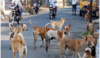 नागपुरातील मौदा परिसरात भटक्या कुत्र्यांचा उच्छाद; नागरिकांत भीतीचे वातावरण