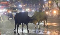 Video: Bulls Lock Horns in Nagpur: 30-Minute Traffic Chaos at Gittikhadan