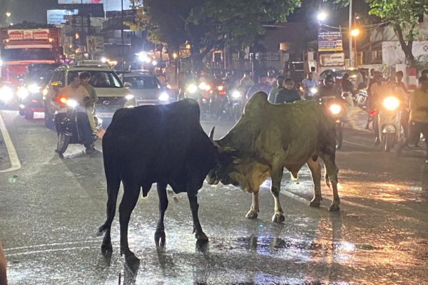 Video: Bulls Lock Horns in Nagpur: 30-Minute Traffic Chaos at Gittikhadan