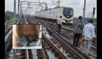 Porcupine Halts Nagpur Metro, Rescued After 1-Hour Chase