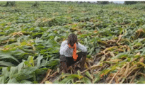 Over 33 lakh Maha farmers to benefit from State flood relief package
