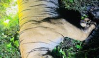ब्रम्हापुरी डिवीजन के प्रसिद्ध बाघ T40 ‘बिट्टू’ की ट्रेन दुर्घटना में मौत