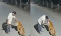 Viral video of man patting tiger is AI-generated hoax, says Pench Tiger Reserve