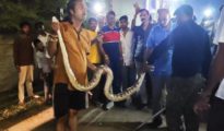 Video गोंदिया: 12 फीट लंबे अजगर के दीदार से कांप उठा मोहल्ला