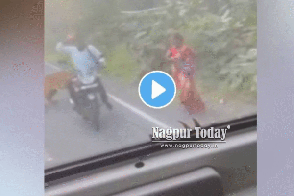 Video Nagpur: Tigress ‘K-Mark’ Attacks Vehicles on Mul–Chandrapur Highway After Losing Her Cub