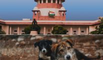 भटक्या कुत्र्यांवर सर्वोच्च न्यायालयाचा कठोर निर्णय; शाळा, बसस्थानकांसह रुग्णालयांच्या परिसरात आता दिसणार नाहीत मोकाट कुत्री!