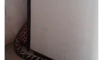 Video: Leopard Enters Second Floor Flat in Nagpur’s Bhandewadi Area; Locals Gripped by Fear