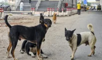 SC to pass order on stray dogs’ case on Nov 7
