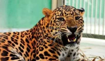 Maharashtra Records 397 Leopard Deaths in Three Years