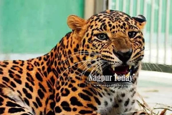 Maharashtra Records 397 Leopard Deaths in Three Years