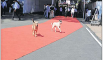 Stray dogs steal the show on Vidhan Bhavan’s red carpet in Nagpur!!