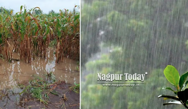 विदर्भात अवकाळी पावसाचा तडाखा; गारपिटीने रब्बी पिकांसह फळबागांचे मोठे नुकसान