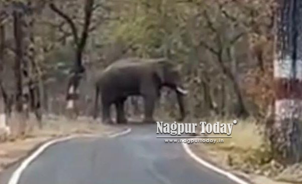 गोंदिया: अन्नदाता पर आर्थिक प्रहार , रात के अंधेरे में हाथियों का ‘सर्जिकल स्ट्राइक’