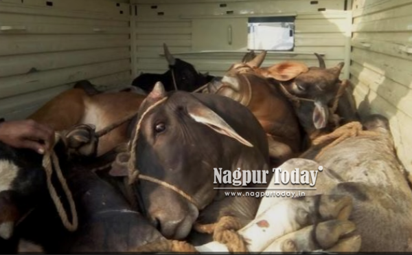 सदर पोलिसांची कारवाई; कत्तलीसाठी ठेवलेली ११ जनावरे वाचवली, गुन्हा दाखल