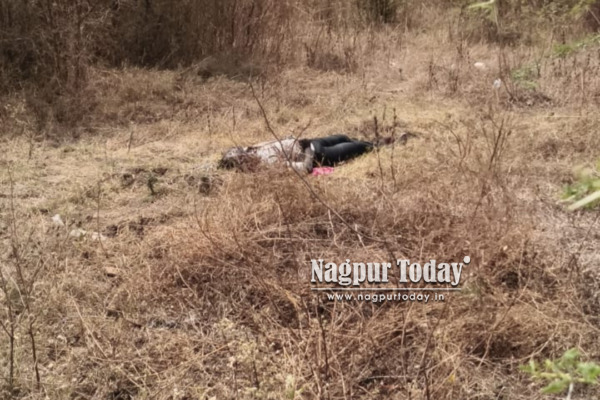 हिंगणा तहसीलच्या मैदानात कुजलेला मृतदेह सापडला; अतिमद्यपानामुळे मृत्यूचा संशय