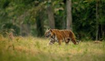 Tadoba Safari Timings Changed: New Summer Schedule Announced Amid Heatwave Concerns