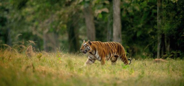 Tadoba Safari Timings Changed: New Summer Schedule Announced Amid Heatwave Concerns
