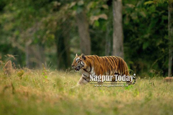 Tadoba Safari Timings Changed: New Summer Schedule Announced Amid Heatwave Concerns