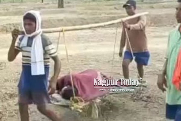गडचिरोलीच्या भामरागडमध्ये रानडुकरांचा कहर; रुग्णवाहिका नाही, कावडीच ठरली आधार!