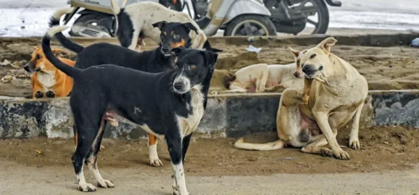 SC upholds order to remove stray dogs from public places