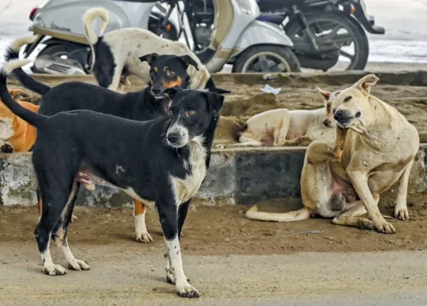 SC upholds order to remove stray dogs from public places