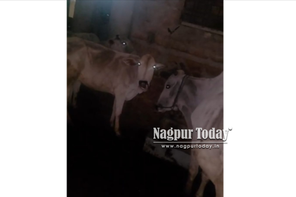 नागपुरात गोवंश तस्करांवर राज्यातील पहिली मकोका कारवाई; २७ आरोपींवर गुन्हे दाखल