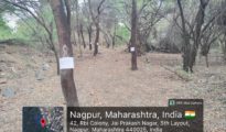 Green Murder in Nagpur: NMC Plans to Cut 65 Trees in Historic Amrai Forest