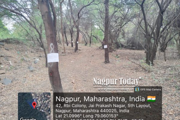 Green Murder in Nagpur: NMC Plans to Cut 65 Trees in Historic Amrai Forest