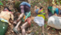 Tiger Attack Kills Four Women Collecting Tendu Leaves in Chandrapur