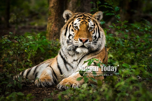 Chandrapur to host national tiger conservation event