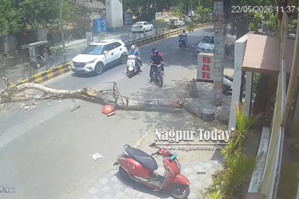 अंबाझरी तलाव मार्गावर मोठा अनर्थ टळला; अचानक कोसळला विशाल वृक्ष!