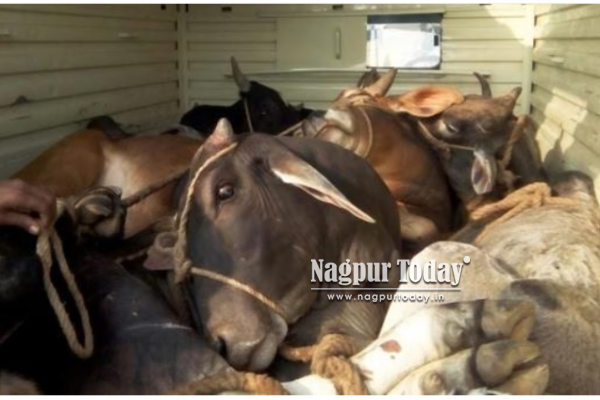 11 cattle rescued from illegal slaughter units in Nagpur, two booked