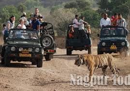 Monsoon to pause thrilling jungle safaris in Vidarbha