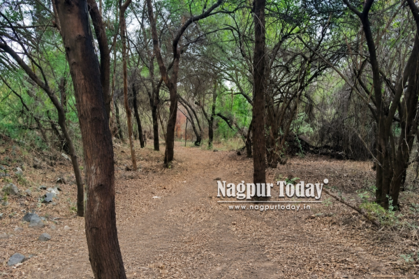 Youth-led green mission revives historic Amrai forest stretch in Nagpur
