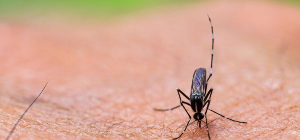 Dengue overtakes malaria as Maharashtra’s deadliest mosquito-borne disease: RTI