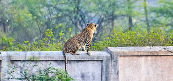 Gorewada Leopard Death Mystery Deepens as Claims of Three Fatalities Surface