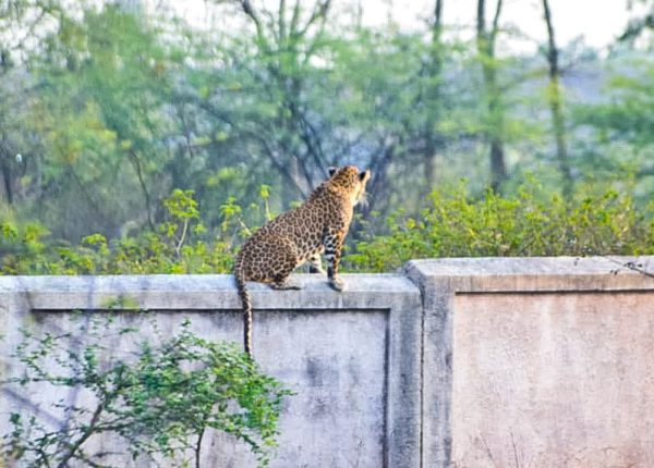 Gorewada Leopard Death Mystery Deepens as Claims of Three Fatalities Surface