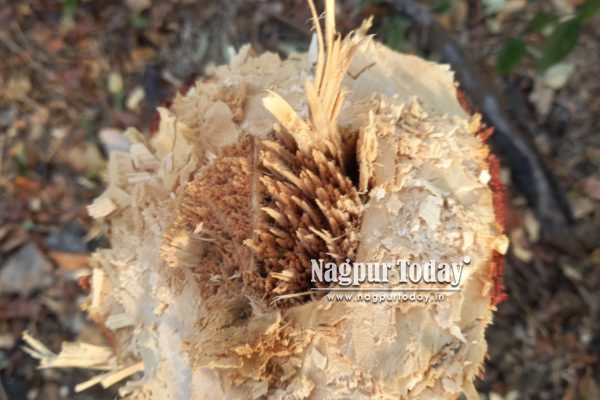 Amid Tree-Cutting Row, Activists Allege Sandalwood Tree Was Stolen from Nagpur’s Sonegaon Amrai