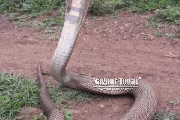 Five-foot cobra sparks panic in Nagpur home, rescued from kitchen