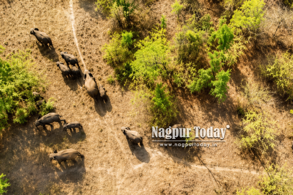 30 Wild Elephants Enter Chandrapur From Gadchiroli, Advance Towards Tadoba Buffer